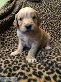 Goldendoodle puppies F1