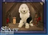 Silver Male Sheepadoodle