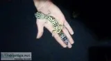Leapord gekko