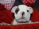 AKC English Bulldogs