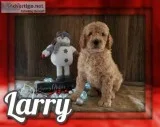 Larry Male Standard Poodle