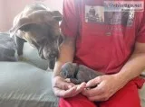 UKC American Pit Bull Terrier Puppies