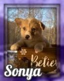 Sonya Female ACA Pembroke Welsh Corgi