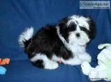 Shih Tzu Boys - Champion Bloodlines