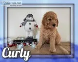 Curly Male Standard Poodle