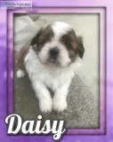 Daisy Female Shihtzu