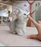 Pure and Quality Munchkin Kittens for re-homing