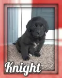 Knight Female Newfoundland Mix
