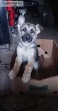 German shepherd puppies