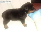 German Rottie Pups 5 weeks old