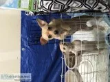 3 mos chihuahua and 2 yr chihuahua