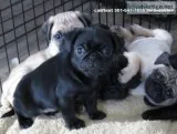 Pug Puppies for sale