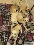 free golden Labrador puppies