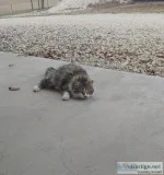 Free cat