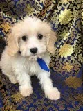 Cavashon Puppies For Sale