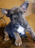 French bulldog puppies