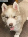 Siberian Husky Male