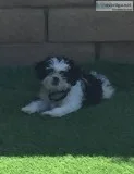 Shih-Tzu Female