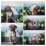 Boxer puppies for SALE