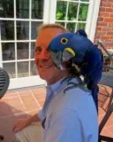 Hyacinth macaw Parrot 4 Rehoming
