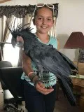 Goliath Black Palm Female