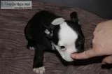 French bulldogs for sale at very affordable price