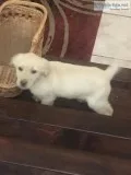 Puppy-Male Labrador mix