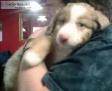 Purebred Miniature Australian Shepherd Puppies