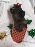 Sable German Shepherd puppies