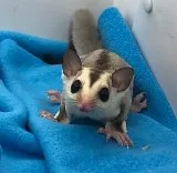 Sugar Glider Joeys for sale in CT