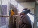 --Grand -Ma Blue and Gold parrot Babies-