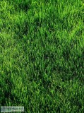 Land and Lawn Services