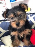 Yorkie puppies