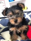Yorkie puppies