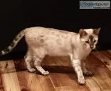 Bengal Female Kitten