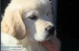 Quality golden retriever puppy  Golden retriever puppies