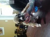 Free puppies