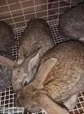 Young Flemish giant rabbits