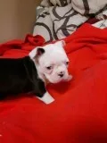 Black and white Boston Terrier Puppies. Two Females and 1 Male