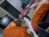 Cat Needs a New Home