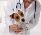 247 Emergency Veterinary Clinic in Scarborough  Leading Veterina