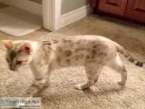Bengal Snow Male Kitten - TICA registered