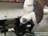 Free kittens