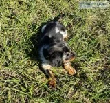 Miniature dapple dashhound