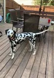 13 Month Old Male Neutered Dalmatian For Sale