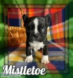 Mistletoe Male Frenchton