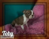 Toby Male Boston Terrier