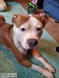 Pitbull 1 year unneutered