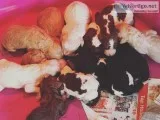 AKC Standard Poodle Puppies