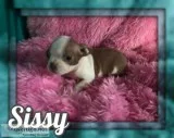 Sissy Female Boston Terrier